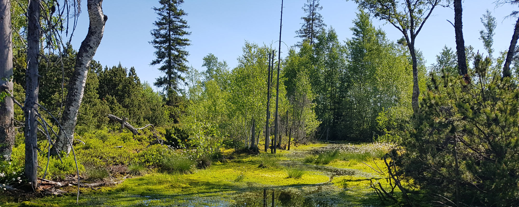 Naturnaher Urlaub am Nationalpark Bayerischer Wald